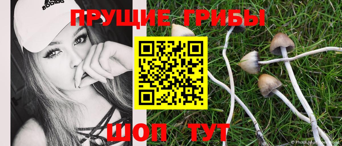 Галлюциногенные грибы Psilocybine cubensis  Карасук 